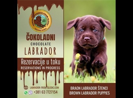 1 labradora0426.jpg